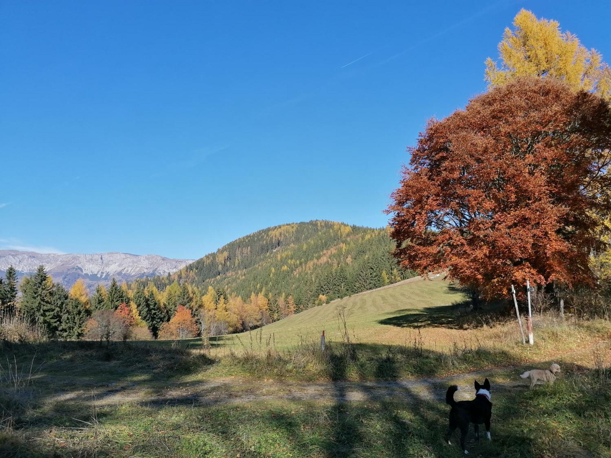 Waldhaus Klein-Veitsch, Auszeit Im Gruenen Daire Niederaigen Dış mekan fotoğraf